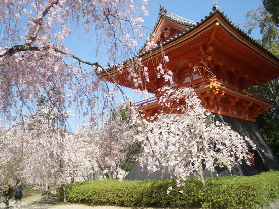 出国留学-日本留学