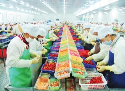 日本劳务水产加工-日本工作.jpg