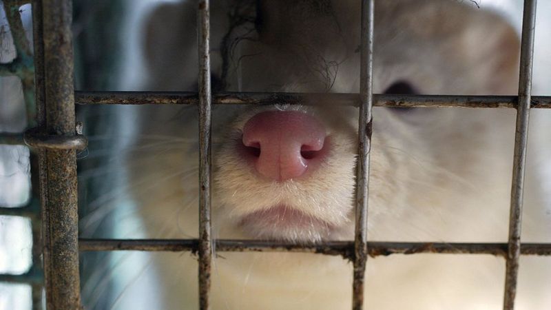 水貂养殖已经被呼吁限制