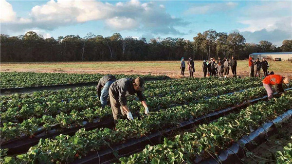 出国打工,澳大利亚