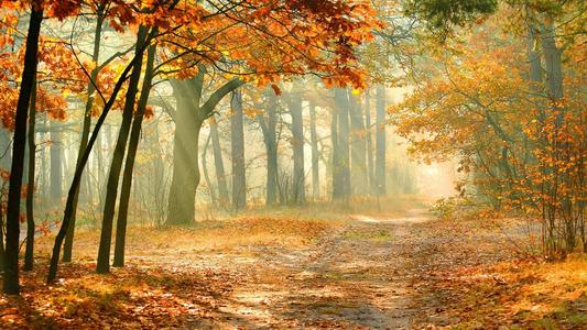 出国劳务费用及流程