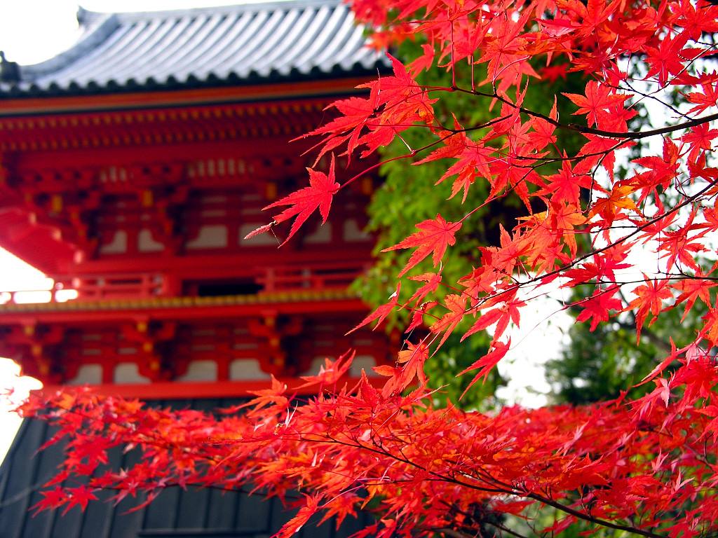 出国留学-日本留学 出国留学-日本留学