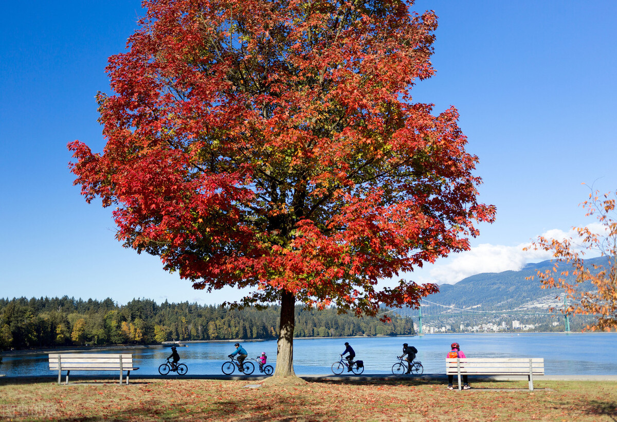 加拿大移民,移民